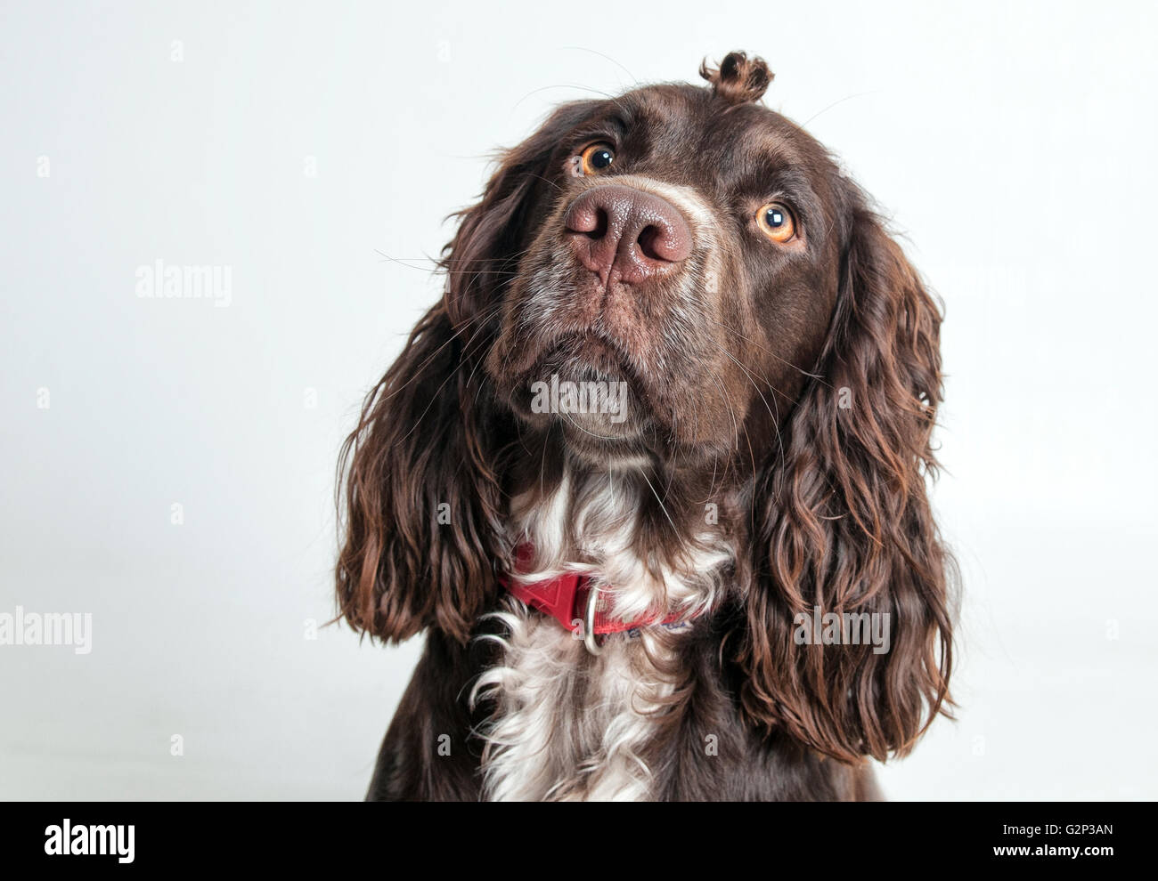 Spaniel con cute di ciuffo di ricci, su un bianco/grigio Foto Stock