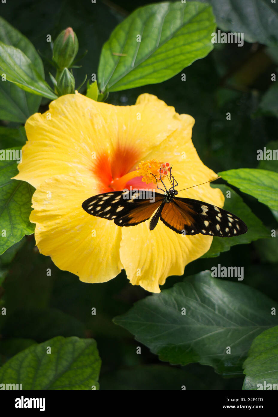 Butterfly presso lo Zoo di Calgary Foto Stock