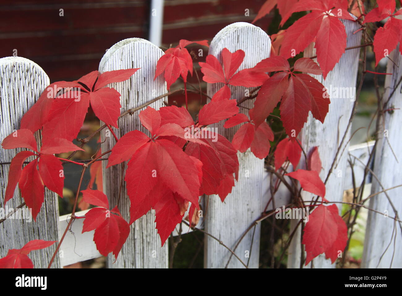 Superriduttore con foglie rosse in autunno Foto Stock