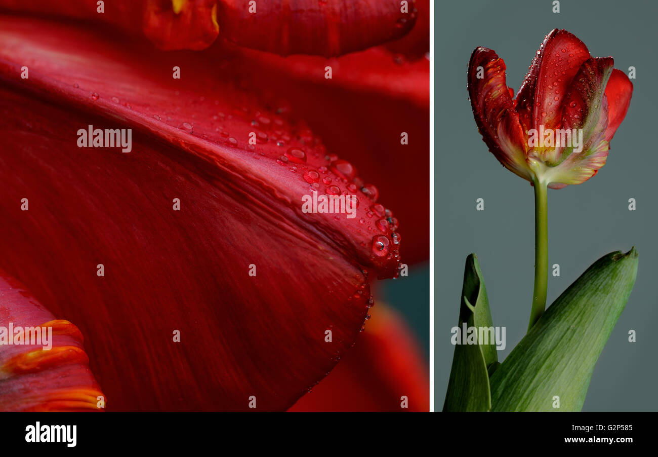 Close up red tulip fiore foglie con piccole gocce di acqua Foto Stock