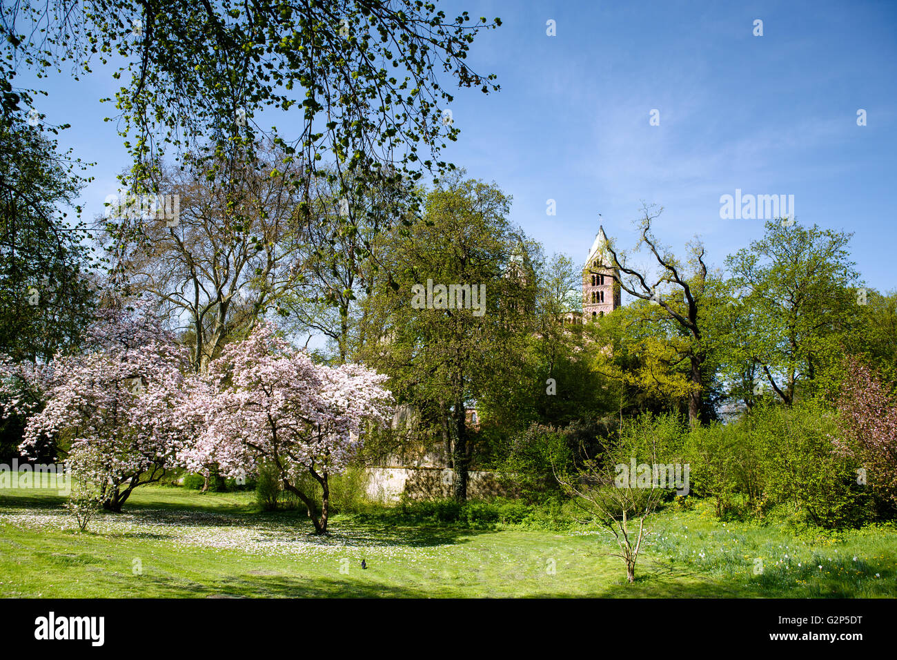 La fioritura degli alberi di Magnolia nella Cattedrale Park in Speyer Germania in primavera con la cattedrale in background Foto Stock