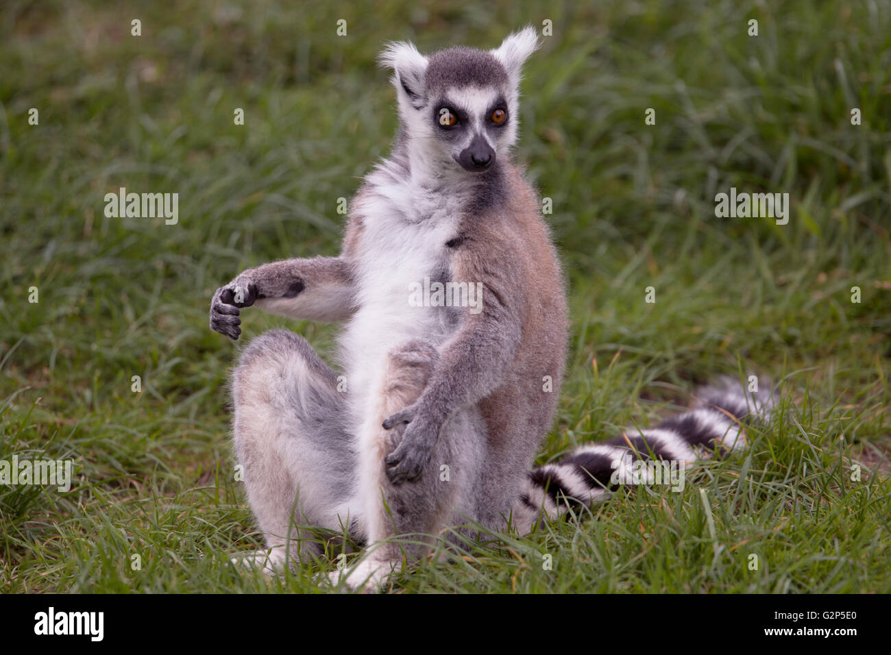 Lemure fissando Foto Stock
