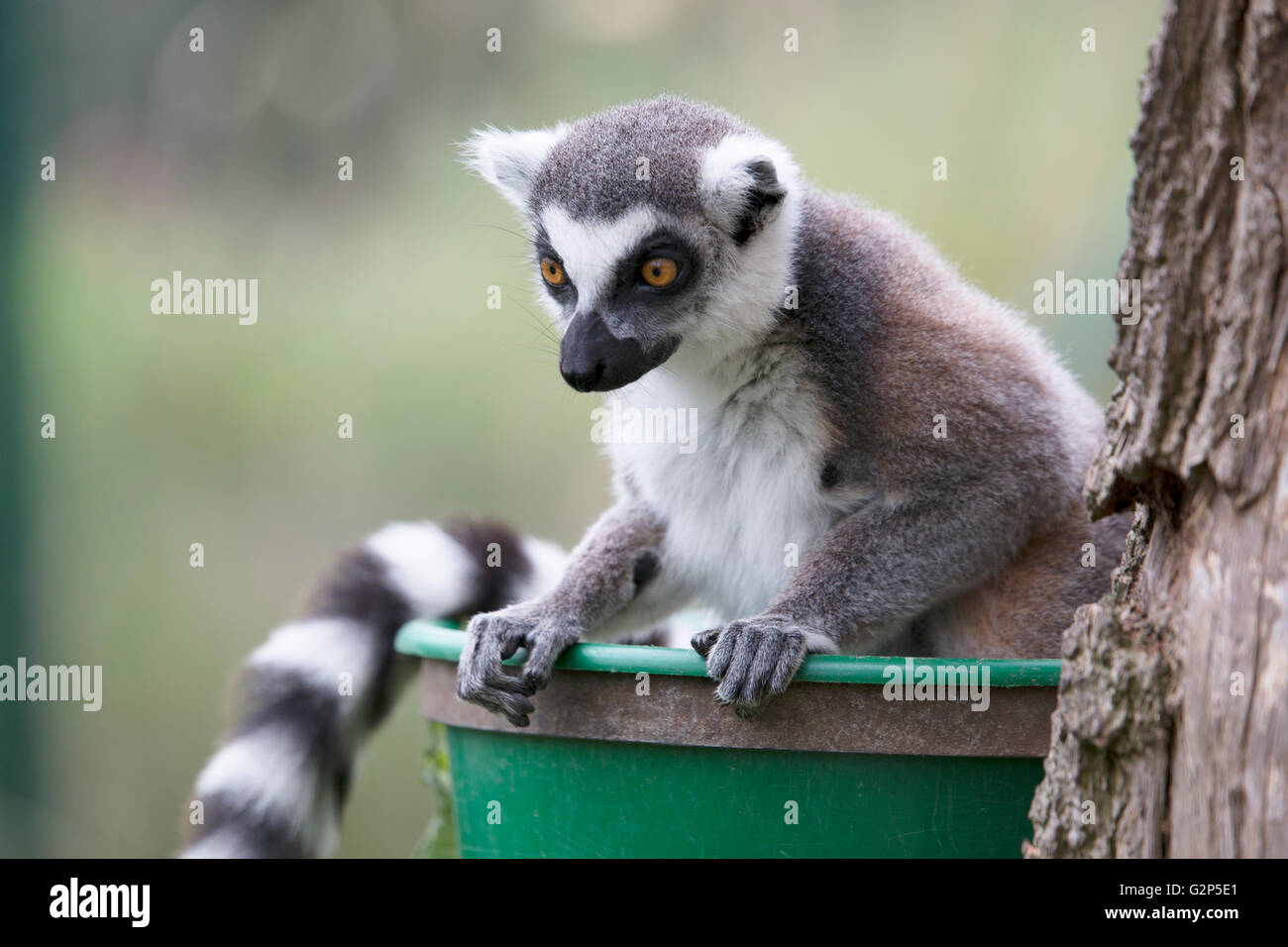 Lemuri con lo sguardo verso il basso Foto Stock