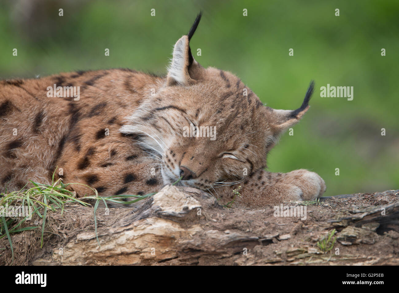Lince europea sleeping Foto Stock