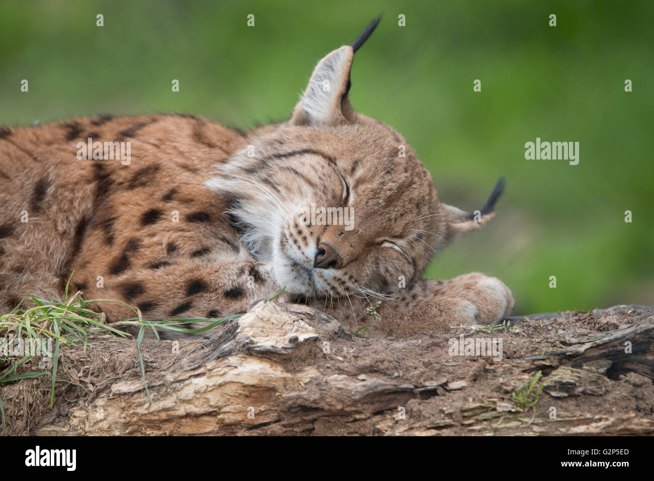 Lince europea sleeping Foto Stock