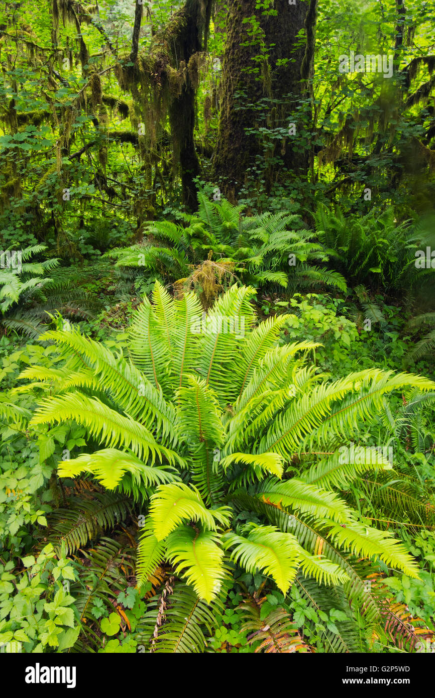 Spada di felci e muschi alberi coperti, Maggio, Hoh River rain forest, il Parco Nazionale di Olympic, Washington Foto Stock