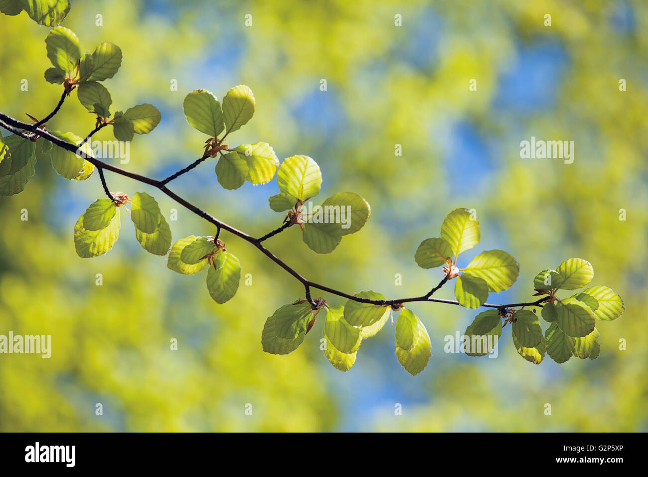 La molla del faggio ramoscello con foglie fresche sul verde e Sfondo blu Foto Stock