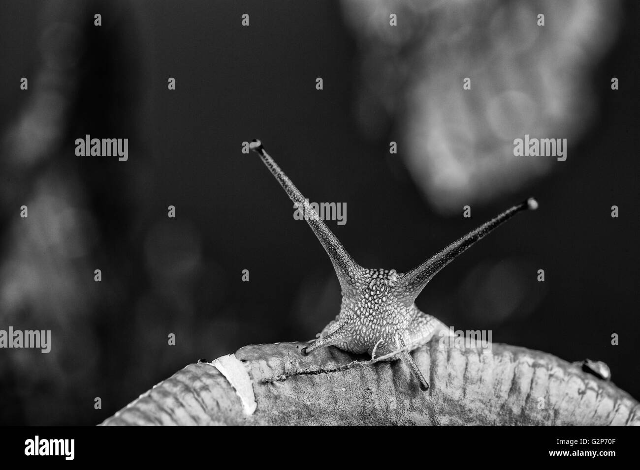 Autunno a tema con immagine lumaca sul fungo della foresta con foglie e muschio Foto Stock