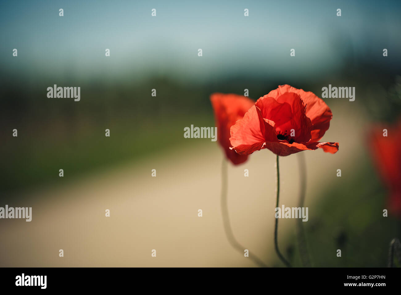 Rosso brillante fiori di papavero in un vigneto nel Palatinato Germania in estate Foto Stock