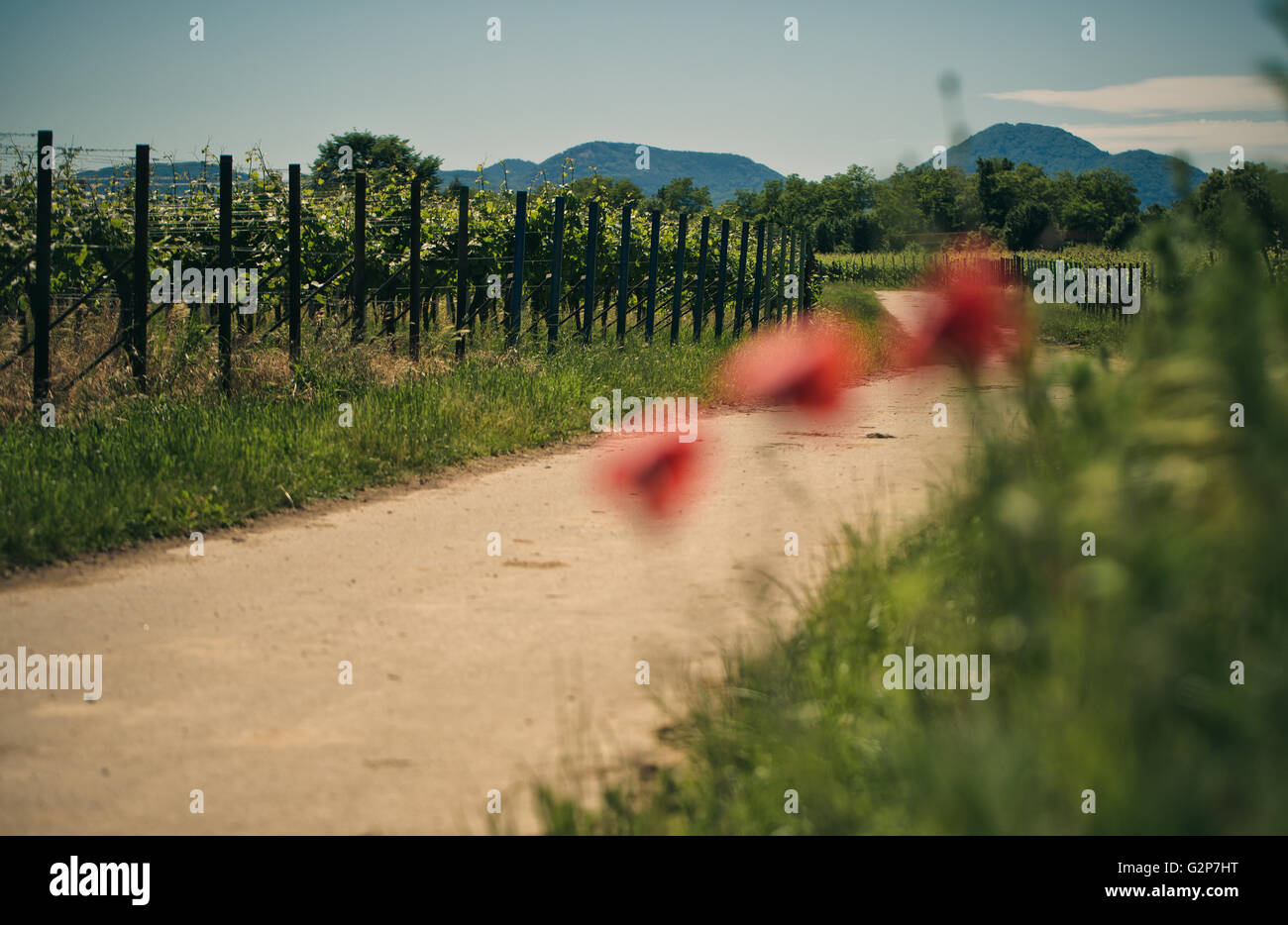 Rosso brillante fiori di papavero in un vigneto nel Palatinato Germania in estate Foto Stock
