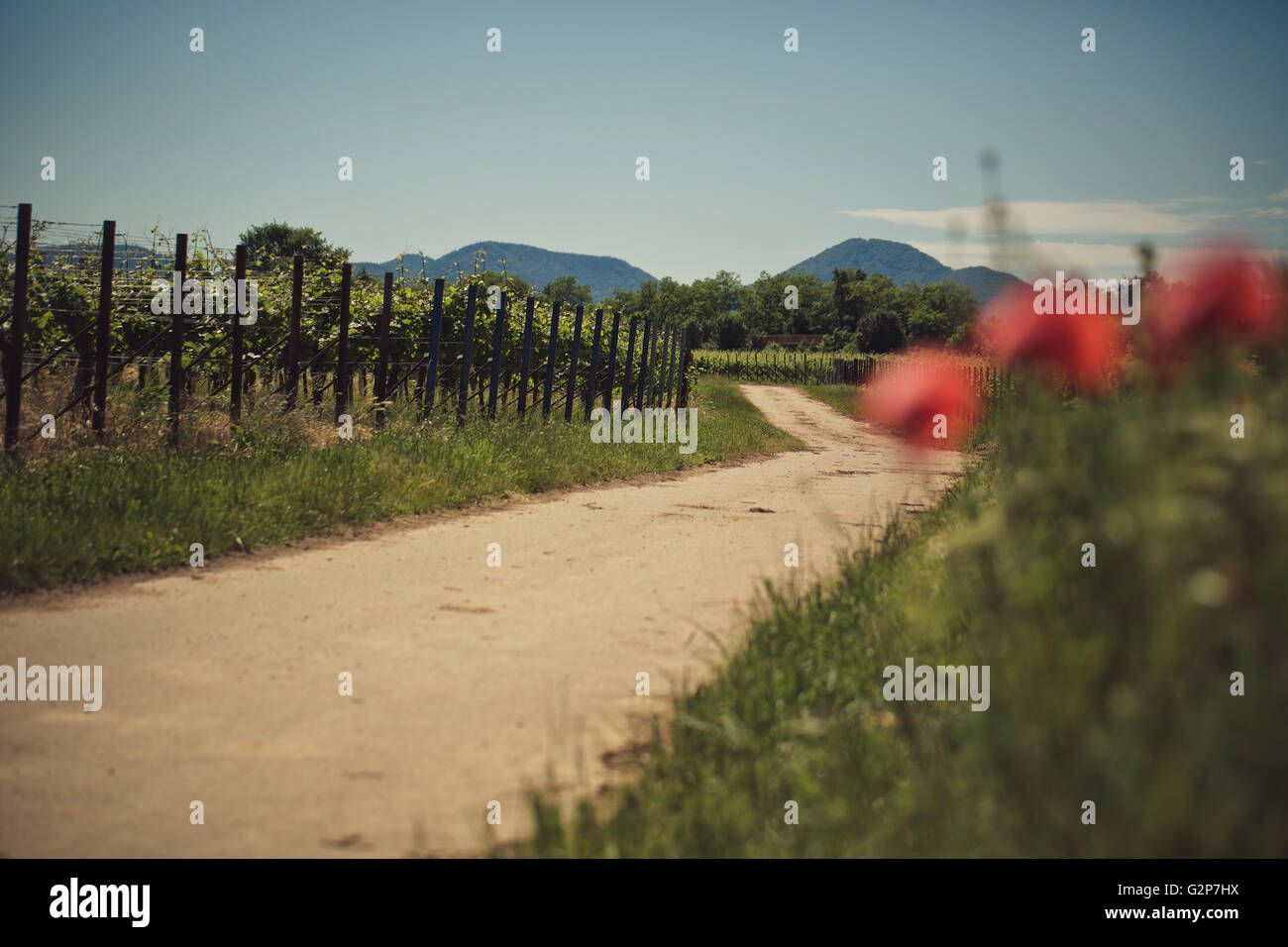 Rosso brillante fiori di papavero in un vigneto nel Palatinato Germania in estate Foto Stock