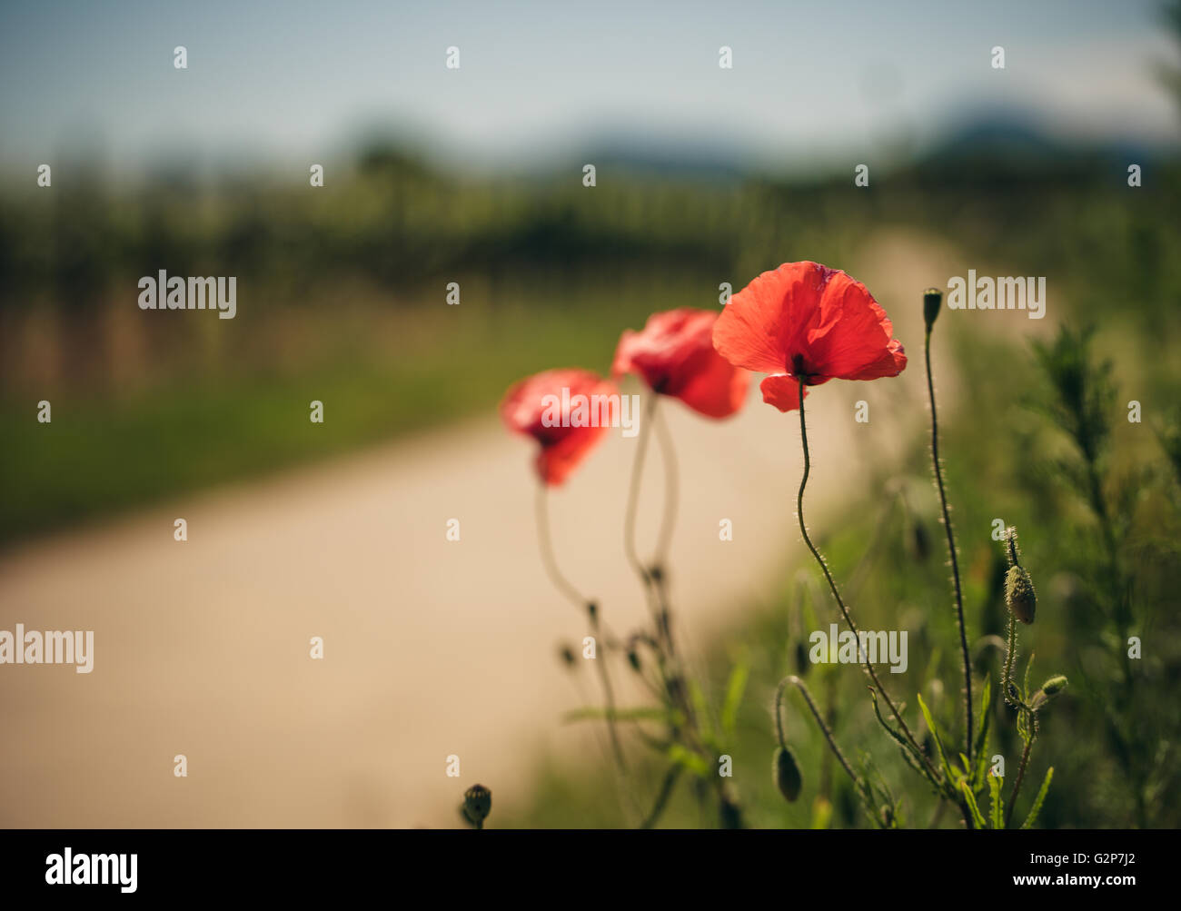Rosso brillante fiori di papavero in un vigneto nel Palatinato Germania in estate Foto Stock