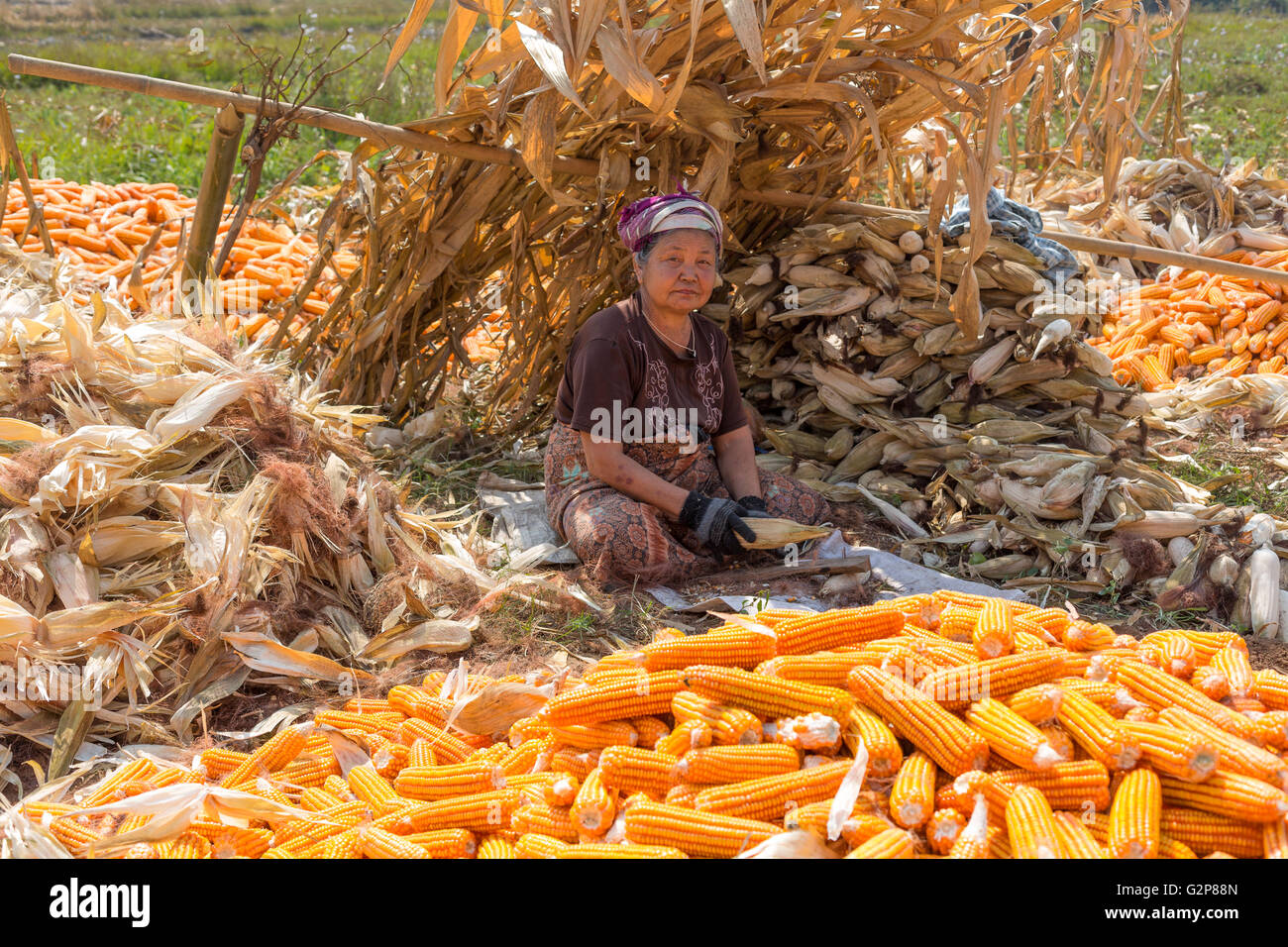 Donna birmano dehusking mais, stato Shan, MYANMAR Birmania, Asia del Sud, Asia Foto Stock