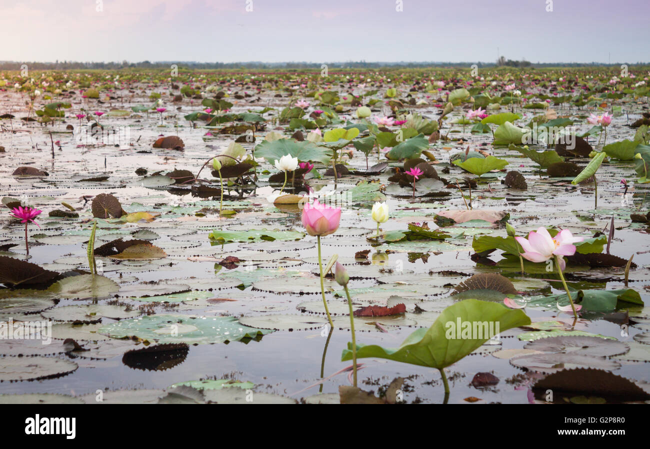 Lago di red lotus a Udonthani Thailandia (invisibile in Tailandia), stock photo Foto Stock