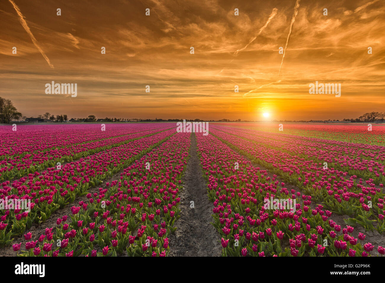 Incredibile tulip tramonto Foto Stock