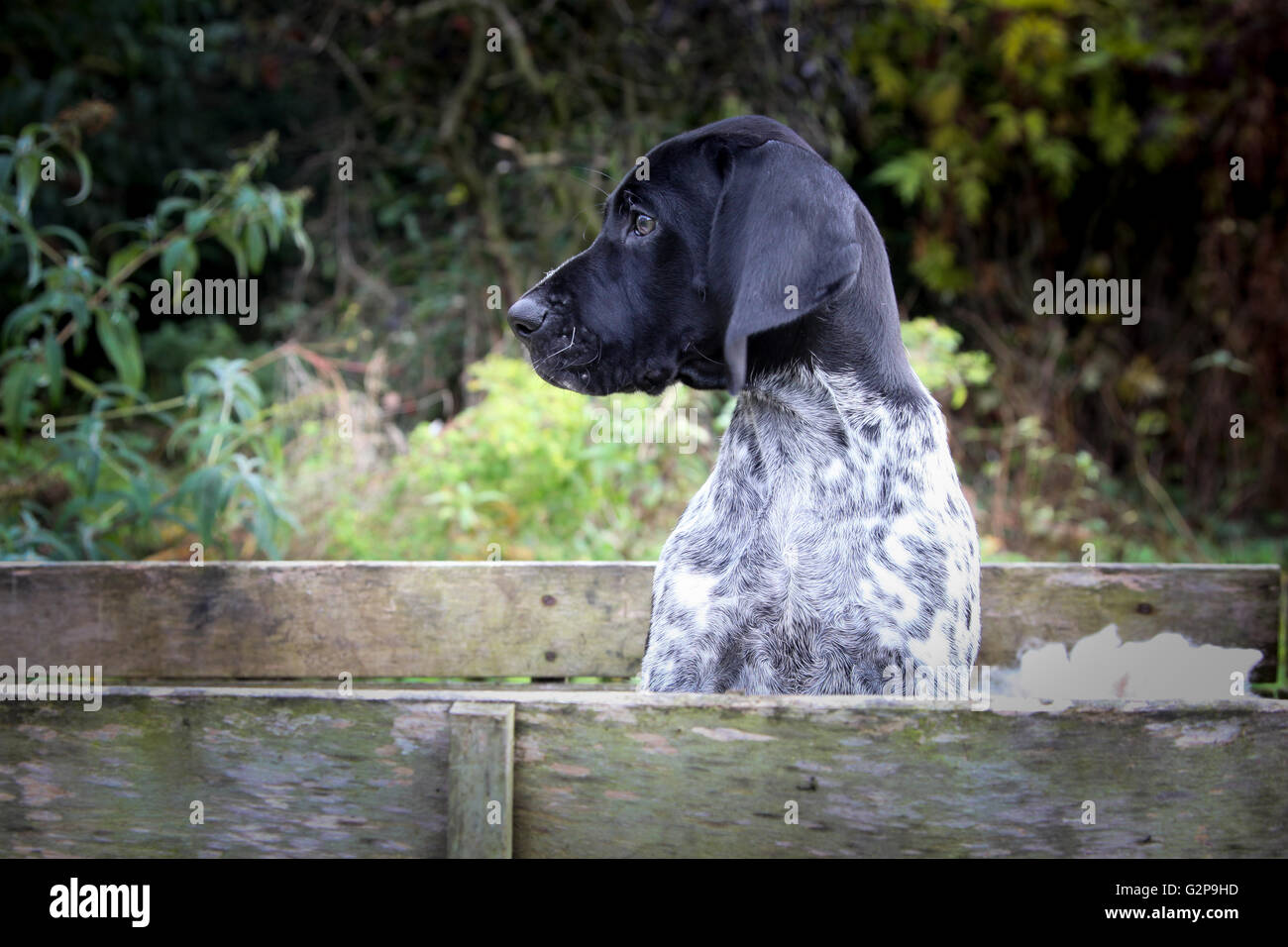 Il tedesco Shorthaired puntatore cucciolo Foto Stock