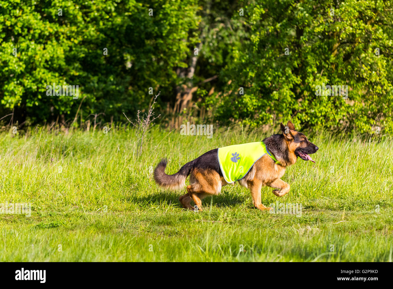 Bella giovane pastore tedesco cucciolo di cane in esecuzione in natura al tramonto in un occidente di sicurezza Foto Stock