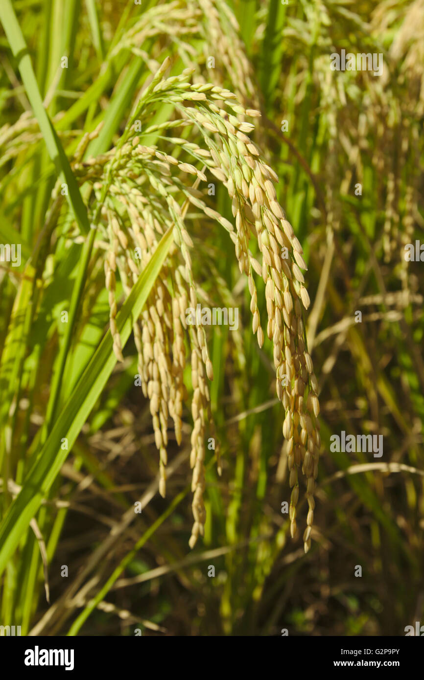 Mature di riso (sull isola di Biliran, Visayas nelle Filippine Foto Stock