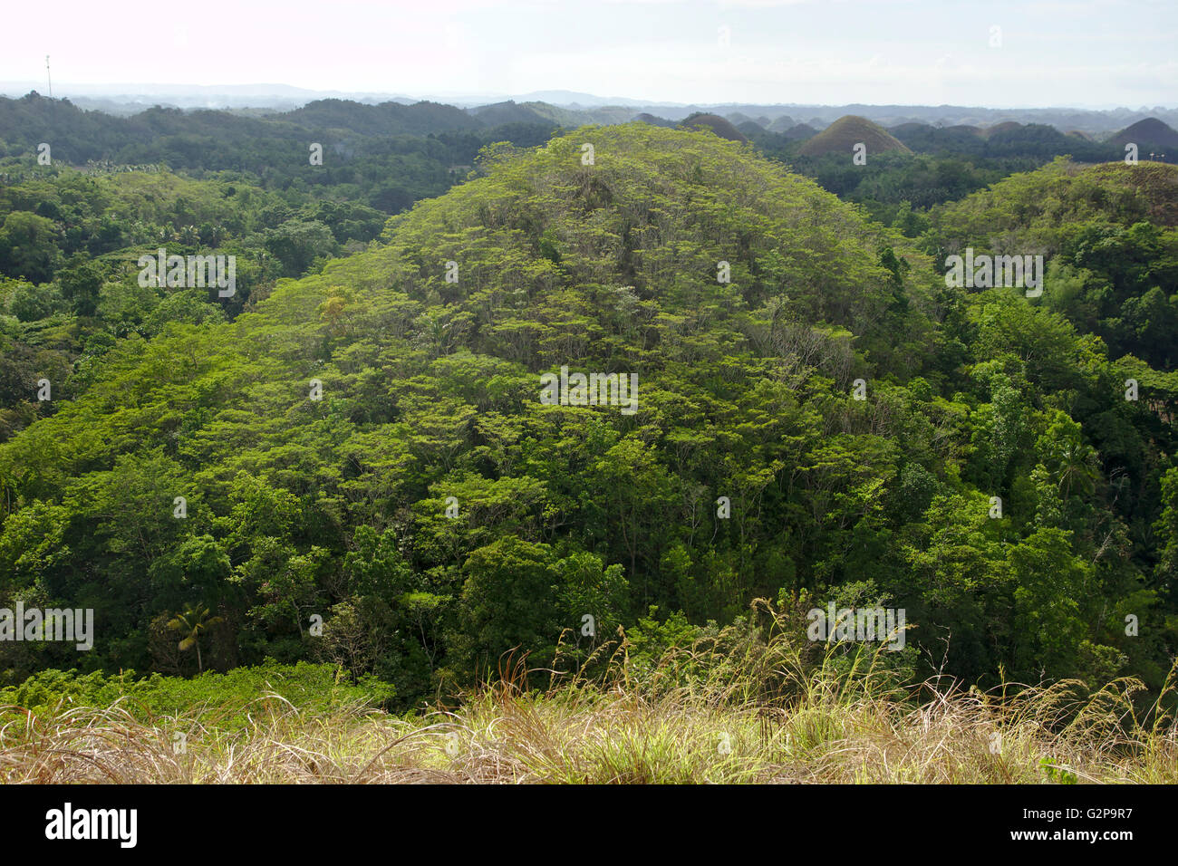 Chocolate Hills e boscoso cono carsica, vicino a Carmen, Bohol, Filippine Foto Stock