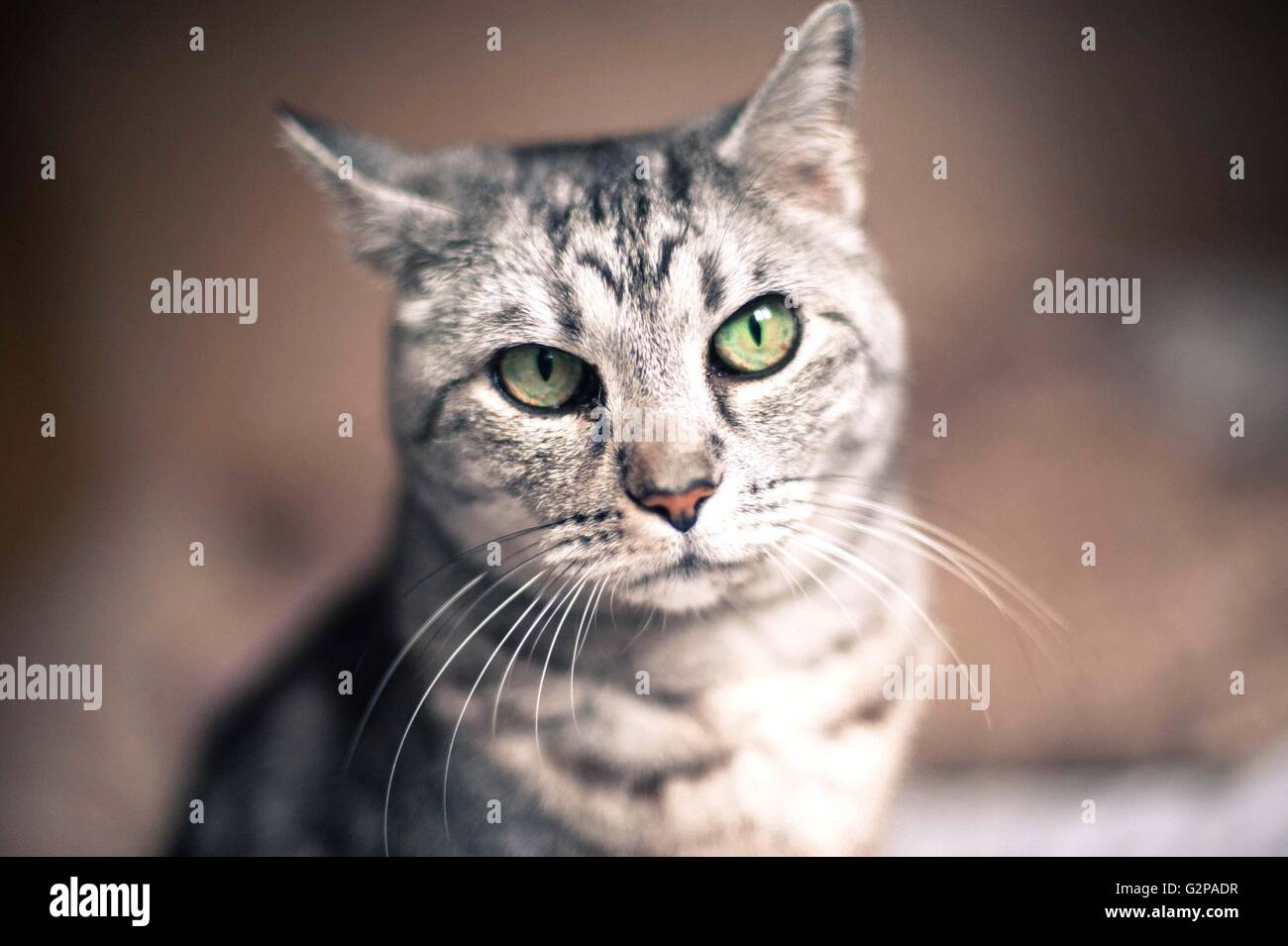 Un gatto domestico di tabby Foto Stock