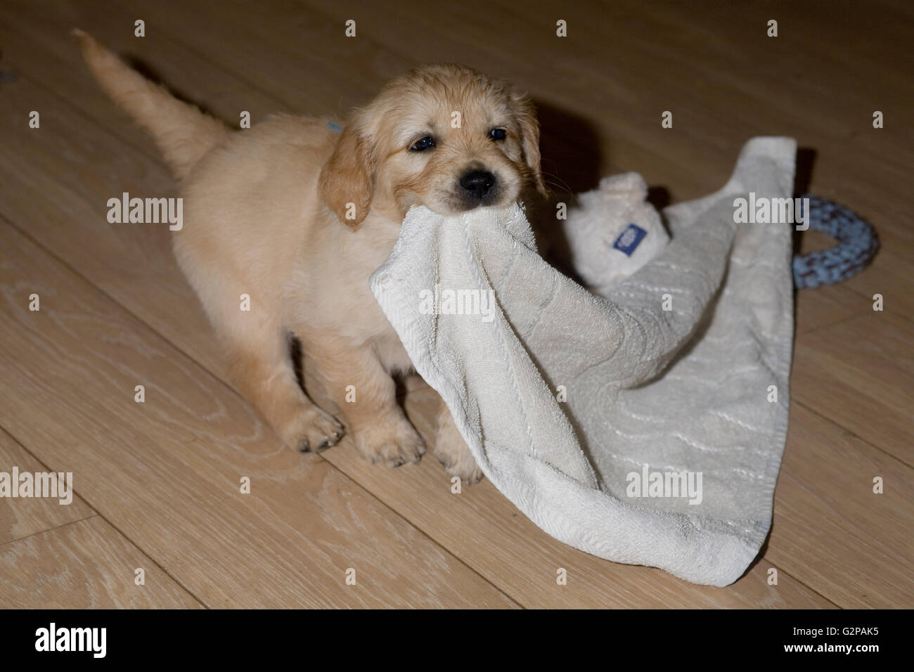 Golden Retriever cucciolo sul pavimento in laminato tirando un asciugamano Foto Stock