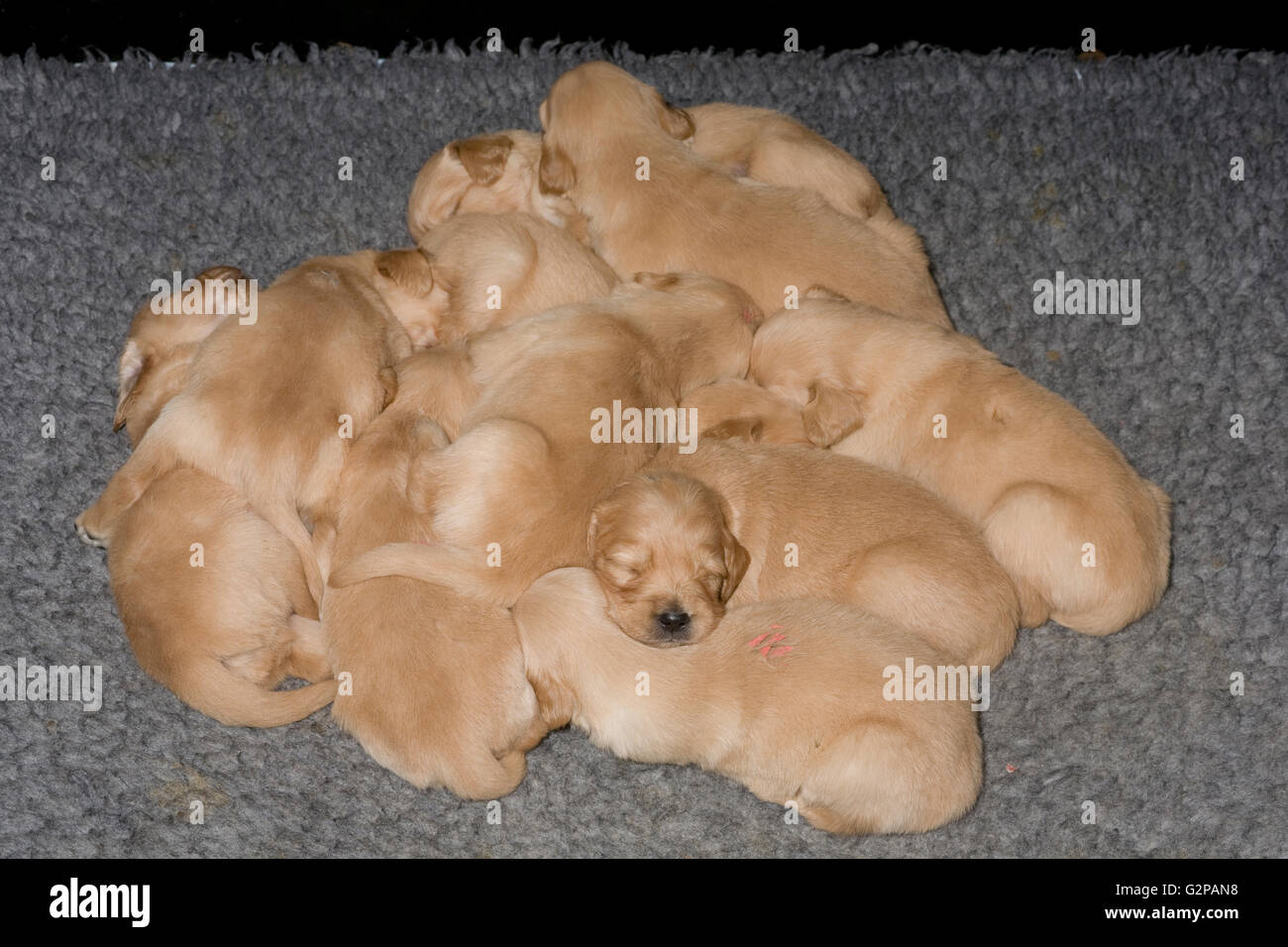 Golden Retriever cuccioli di pari livello dormire vicino insieme sul poliestere grigio fur rug Foto Stock