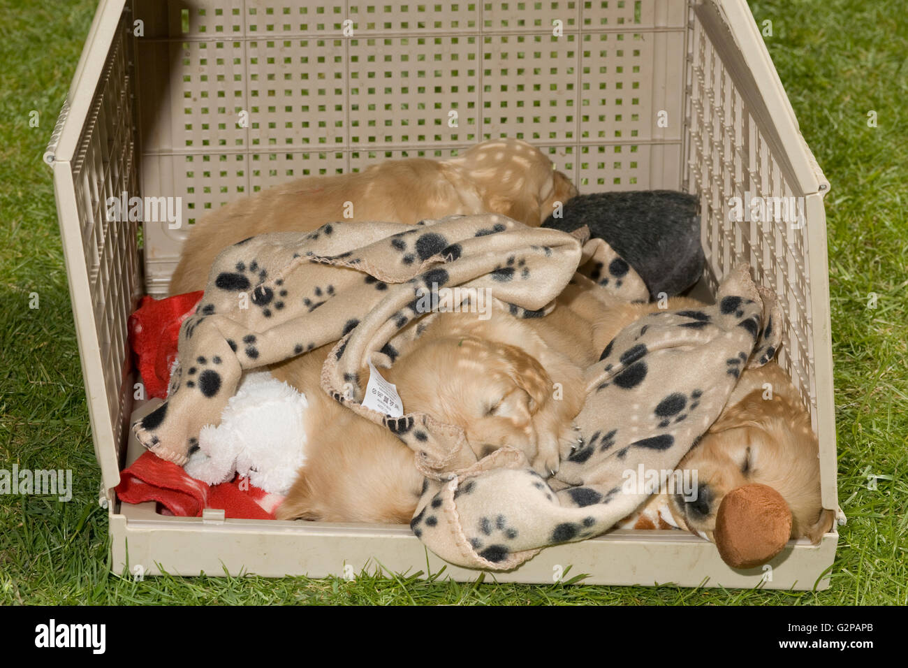 Cassa con il golden retriever cuccioli addormentati in modo sicuro su coperte nel giardino di erba Foto Stock