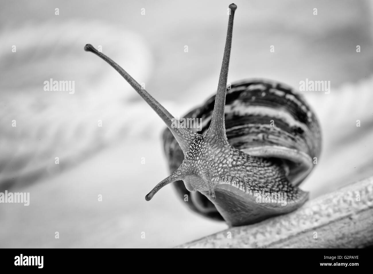 Snail strisciando sul tavolo, guardando intorno curiosamente Foto Stock