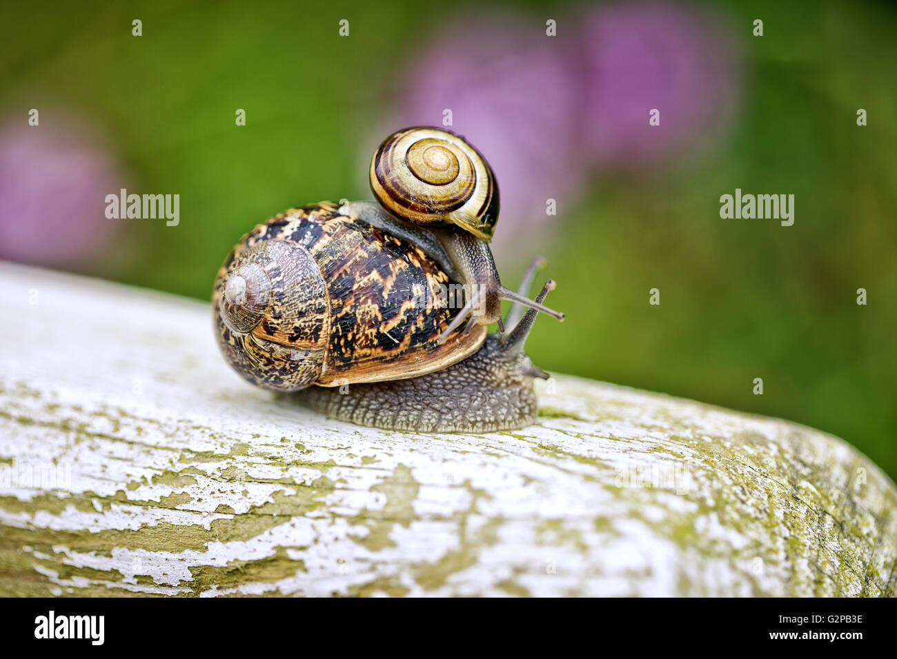 Lumaca di grandi dimensioni che trasportano piccole va a passo di lumaca sulla sua schiena nel giardino in estate Foto Stock