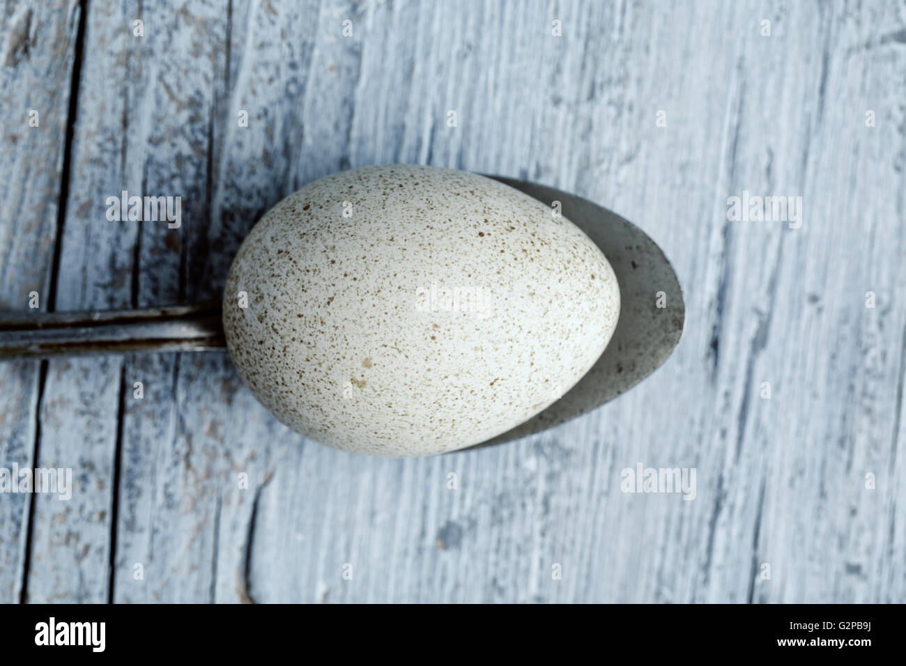 White Spotted Duck egg e cucchiaio di metallo sulla tavola di legno Foto Stock