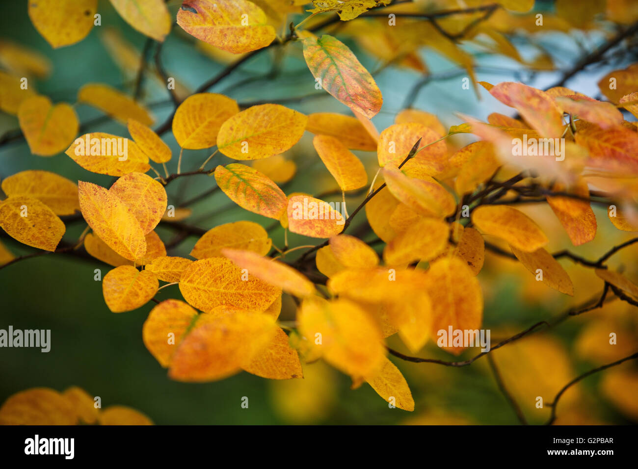 Larghezza rami vivacemente colorato fogliame nella foresta di autunno Foto Stock
