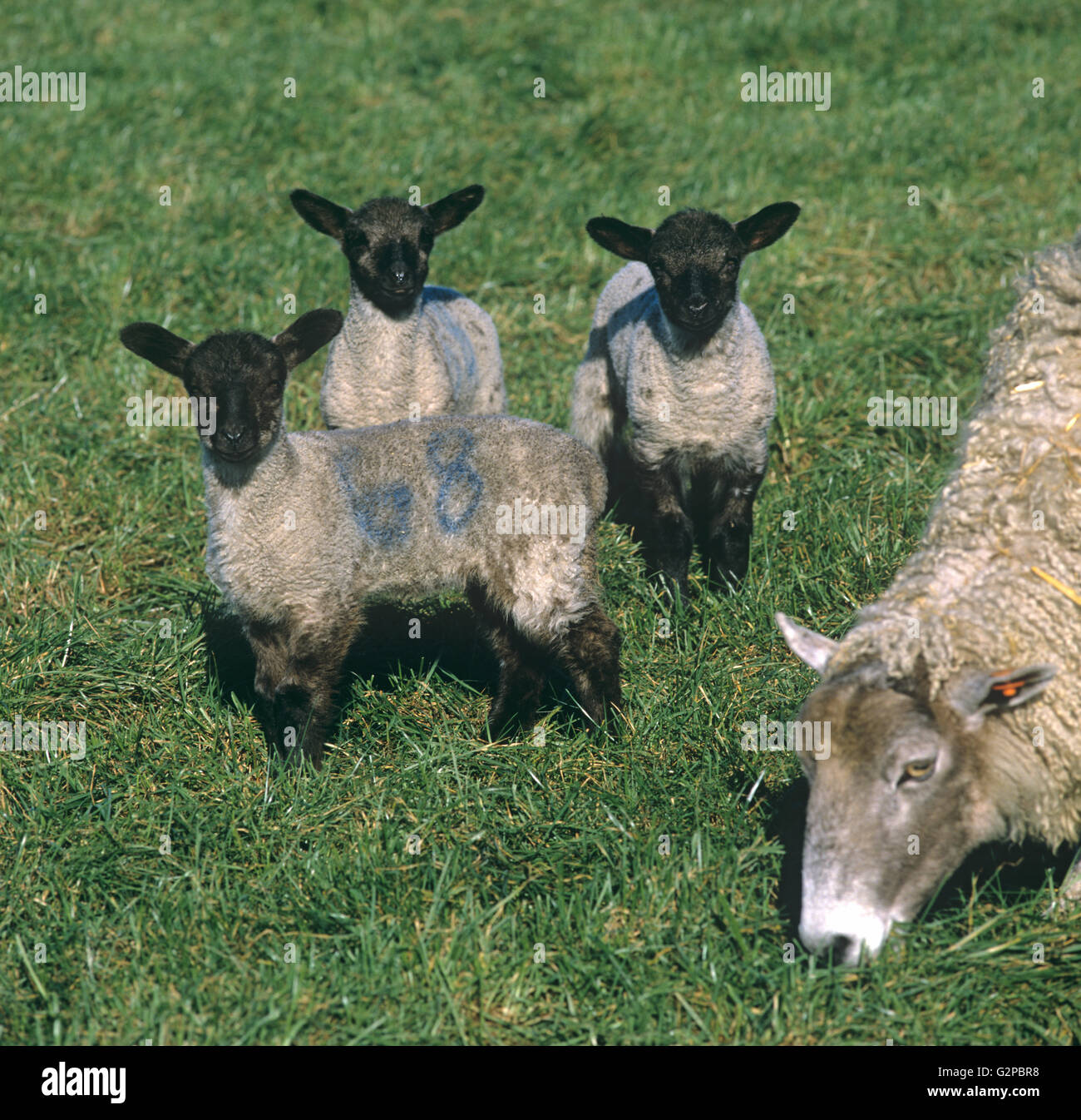 Tre Suffolk croce agnelli con facce nero dal paese del nord mulo pecora a Erba in primavera, Wiltshire Foto Stock