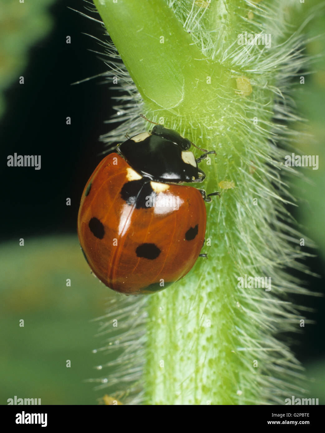 Un ladybird a sette macchie, Coccinella settempunctata, su un gambo peloso con qualche preda afida Foto Stock