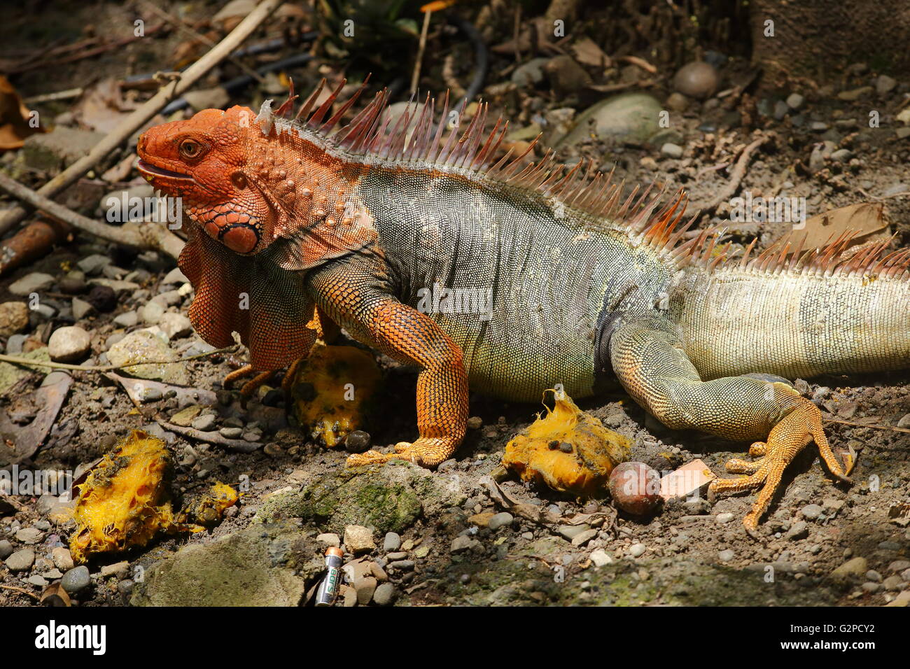 Grande grigio verde iguana con testa arancione Foto Stock