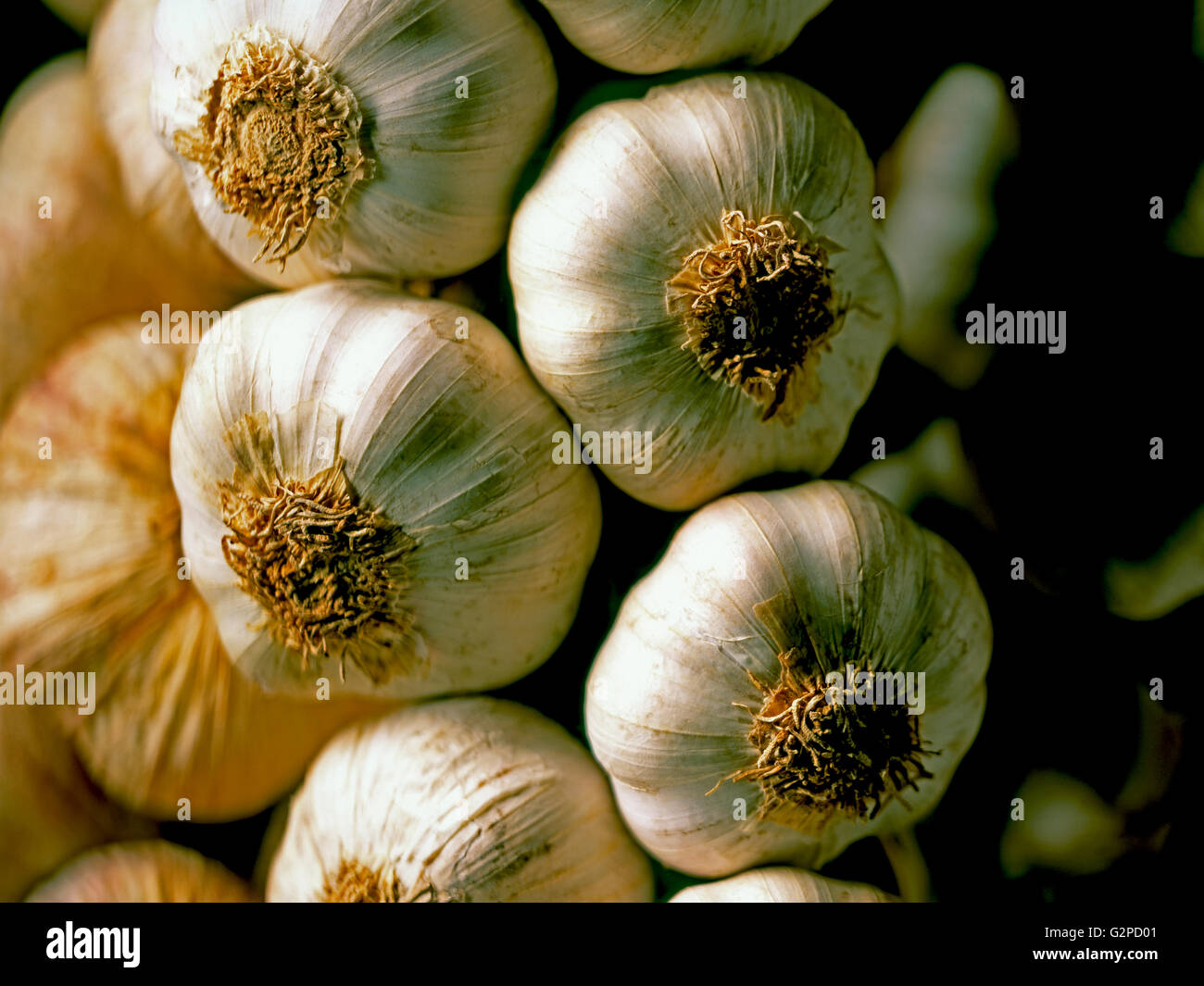 Le stringhe di aglio CLOSE UP STUDIO SHOT stringa di aglio Foto Stock