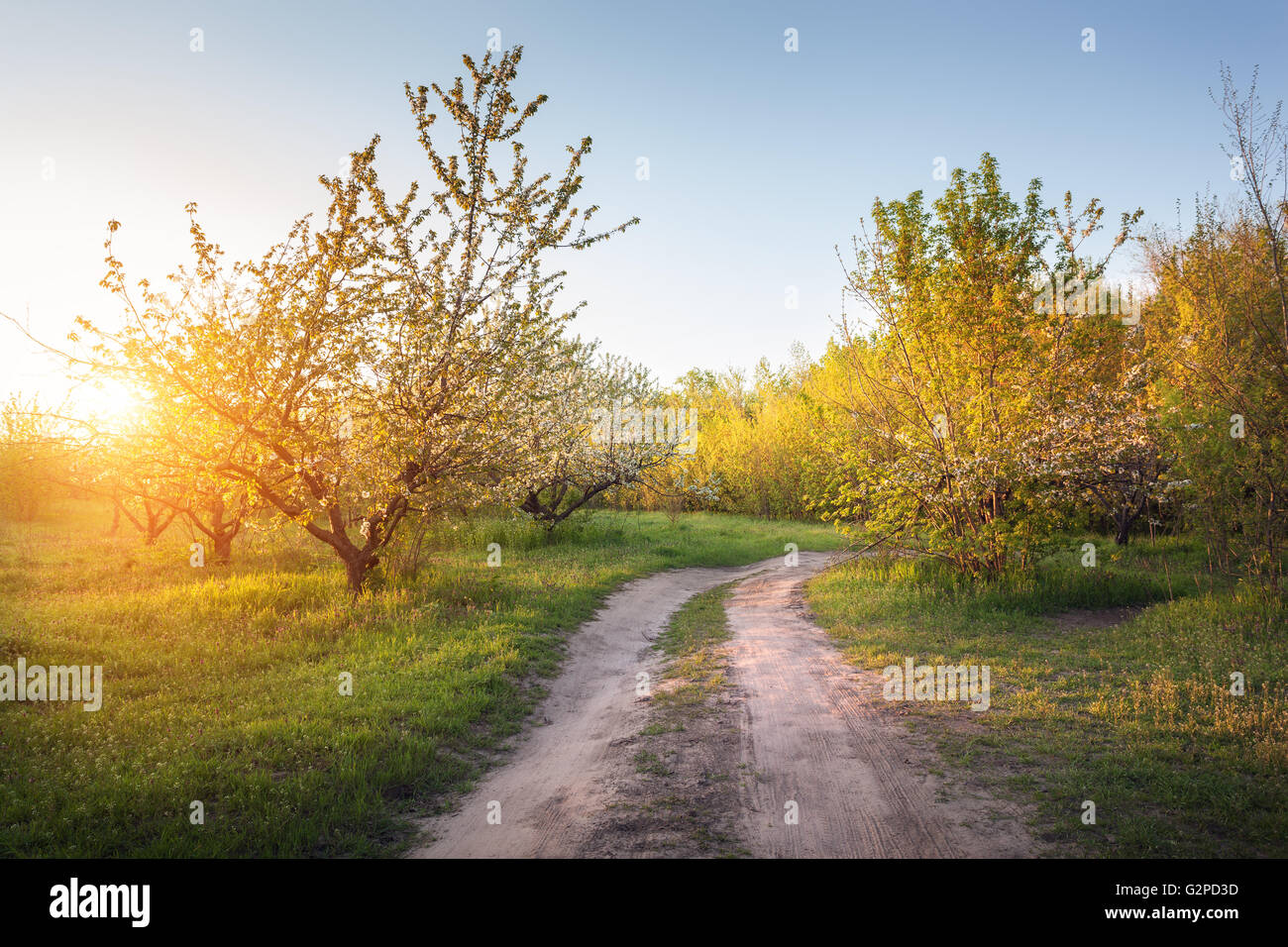Lonely fioritura degli alberi da frutto in giardino con la strada rurale al tramonto in primavera. Foto Stock