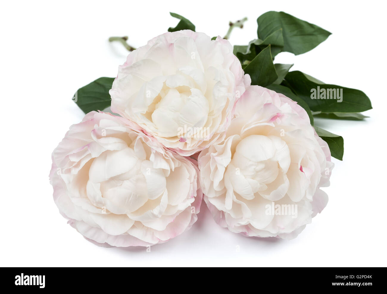 Mazzetto di tre bianchi e rosa peonie isolato su bianco Foto Stock