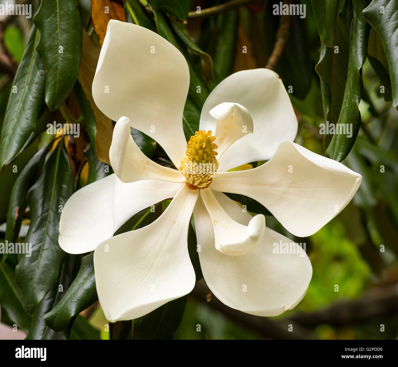 VIRGINIA, STATI UNITI D'AMERICA - Magnolia blossom, fiore su albero di magnolia in fiore. Foto Stock