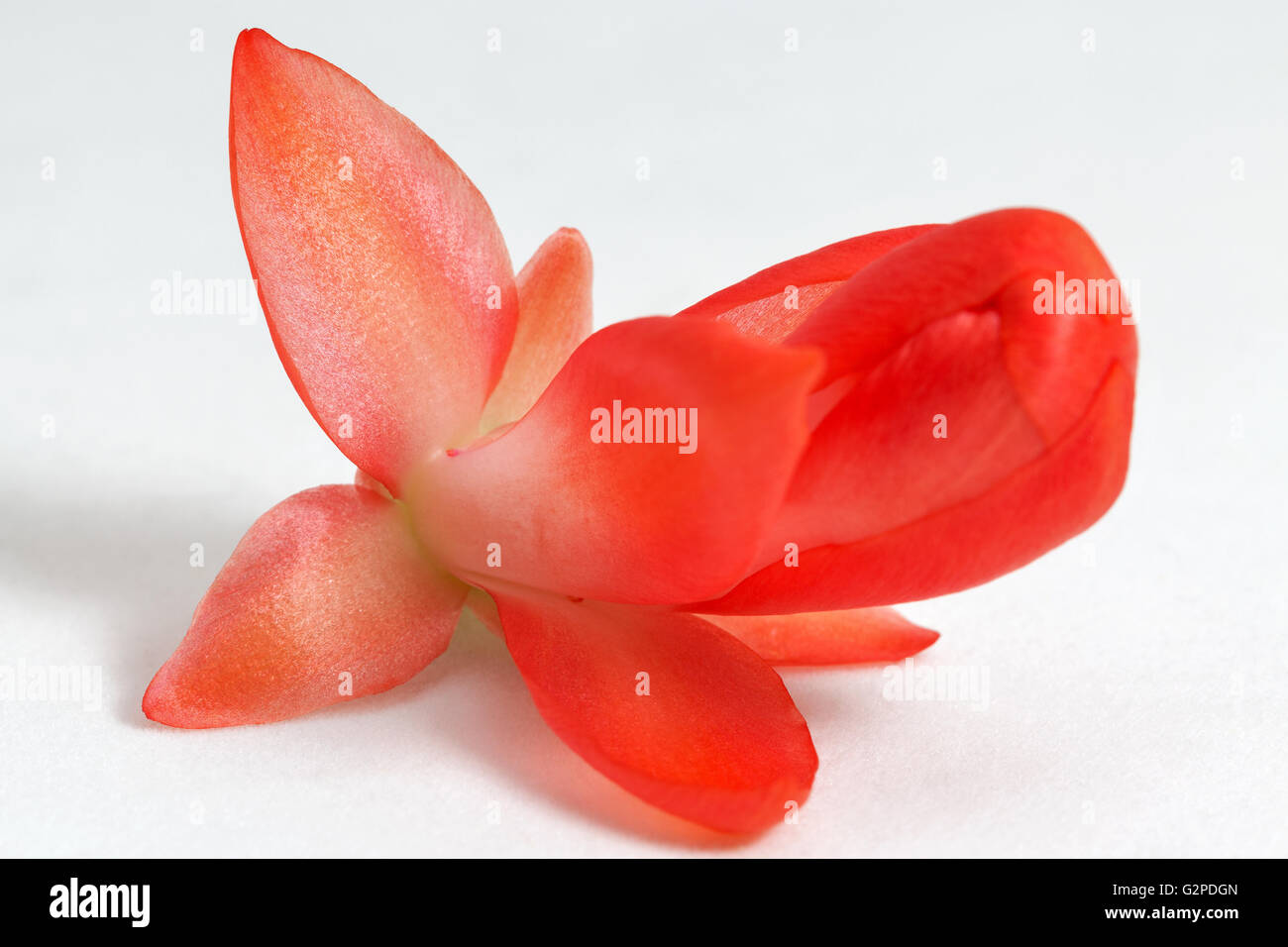 Di un bel colore rosa Schlumbergera truncata fiore, comunemente noto come il Natale Cactus. Closeup contro uno sfondo bianco. Foto Stock