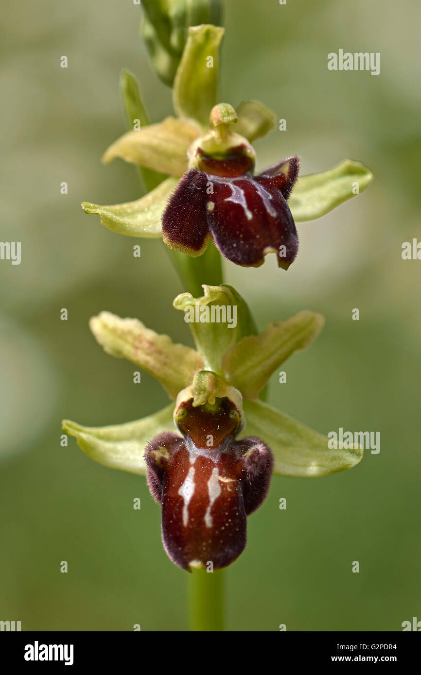 Ophrys sphegodes, denominato Early Spider-ORCHIDEA. Foto Stock