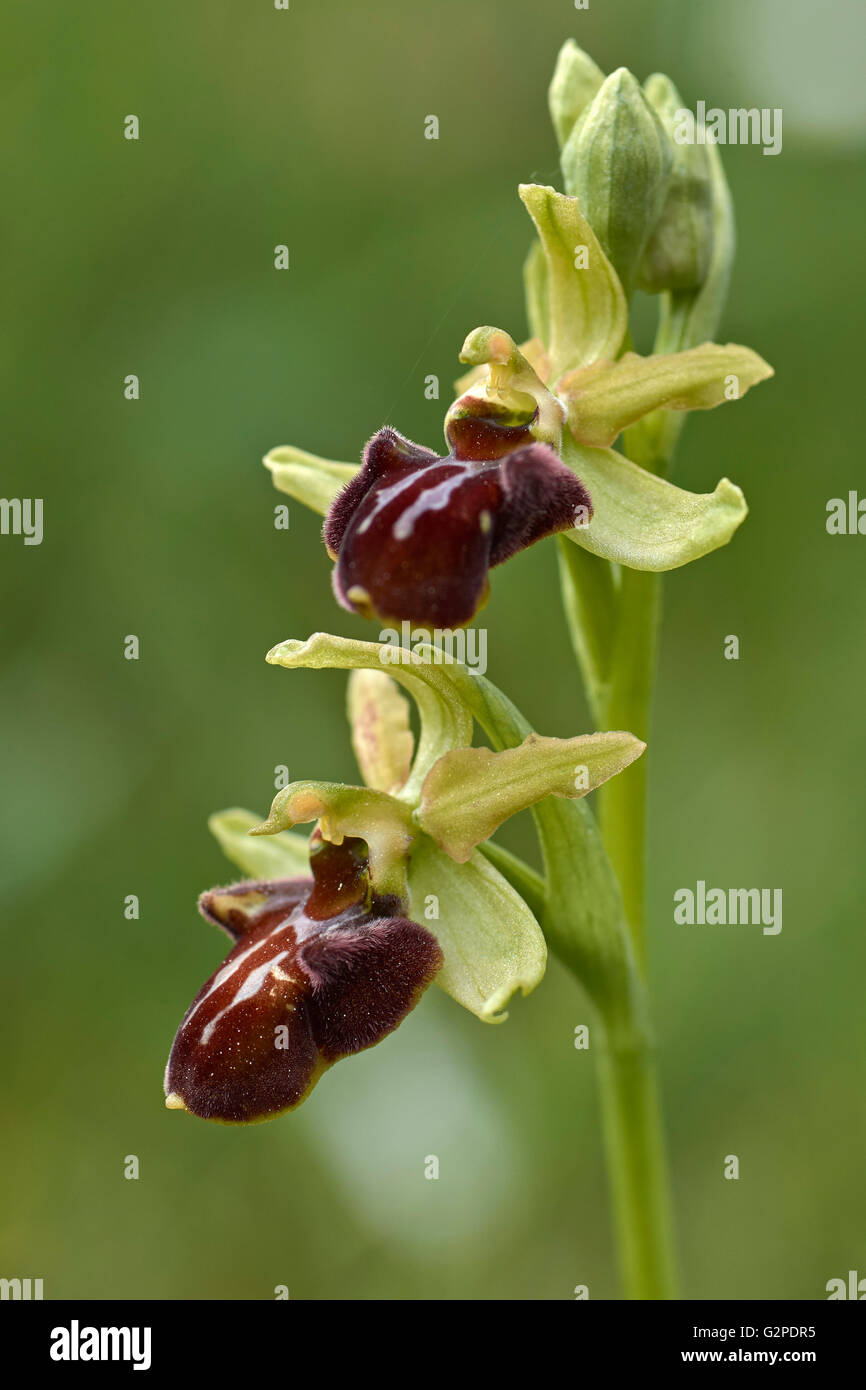 Ophrys sphegodes, denominato Early Spider-ORCHIDEA. Foto Stock