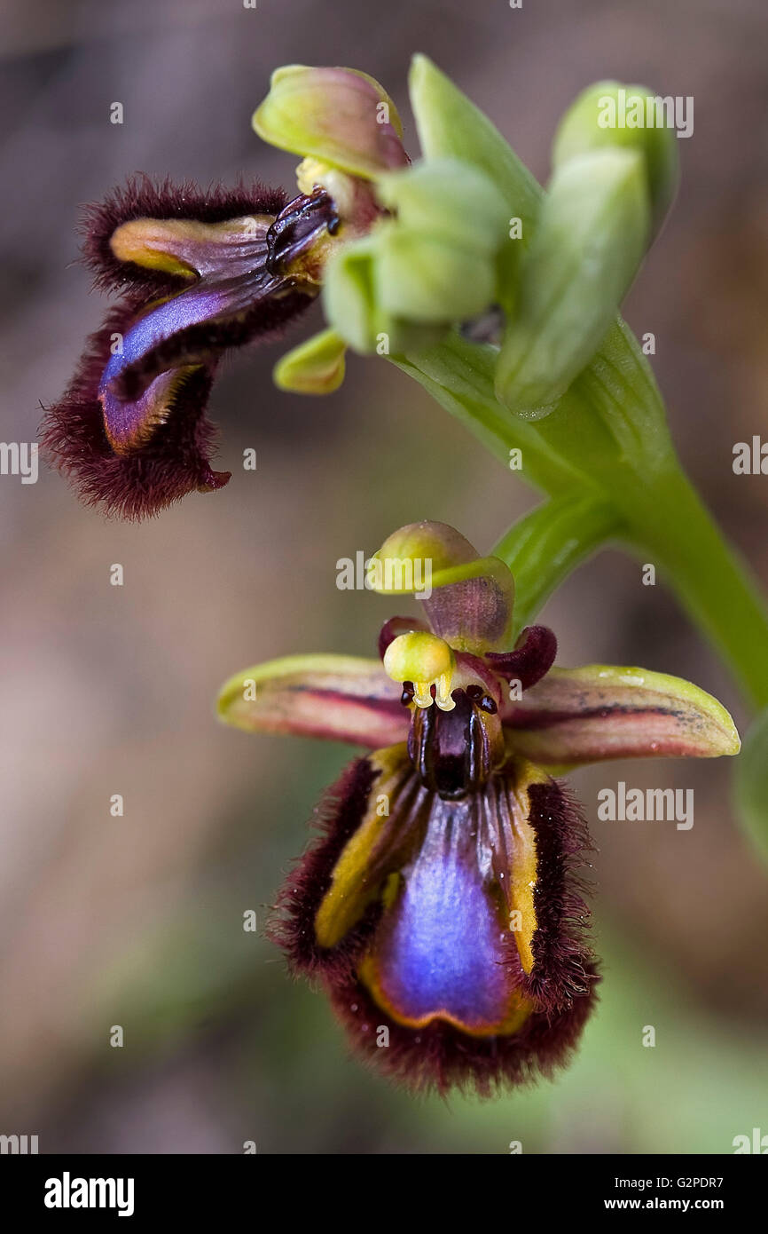 Orchid denominato Specchio orchidea. Ophrys speculum o Ophrys ciliata. Foto Stock