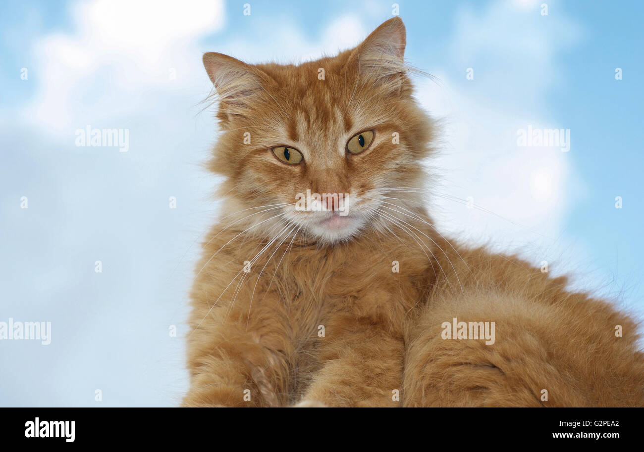 Ritratto di un gatto rosso guardando nella telecamera contro il cielo blu Foto Stock