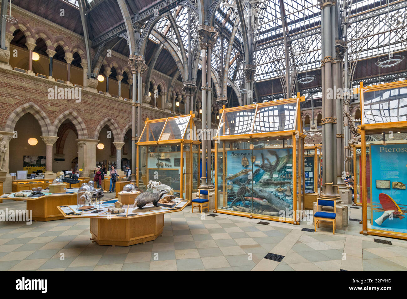 OXFORD CITY all'interno del museo di storia naturale con animali di visualizzazione e armadi Foto Stock