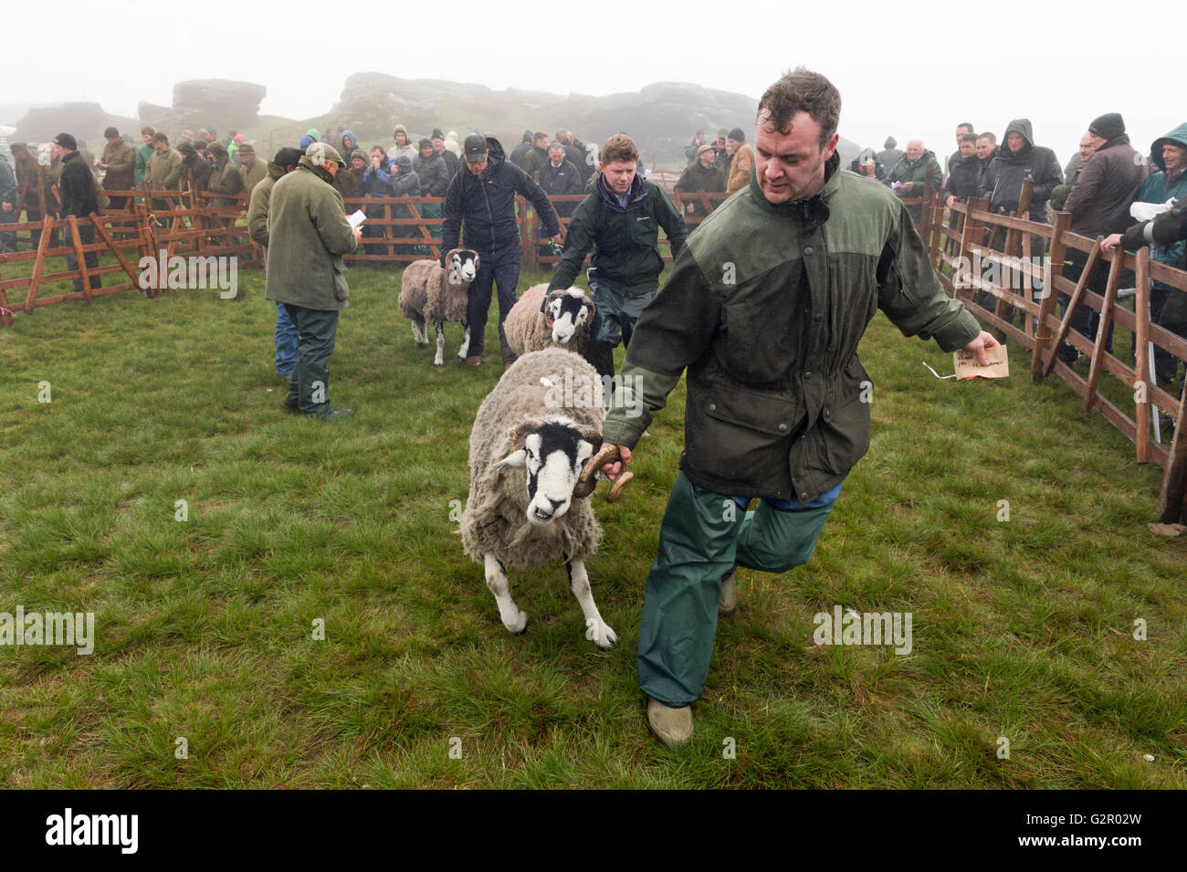 Un concorrente vincente lascia il ring in 63rd Tan Hill Open Swaledale Spettacolo delle Pecore 2016, vicino a Richmond, North Yorkshire, Regno Unito Foto Stock