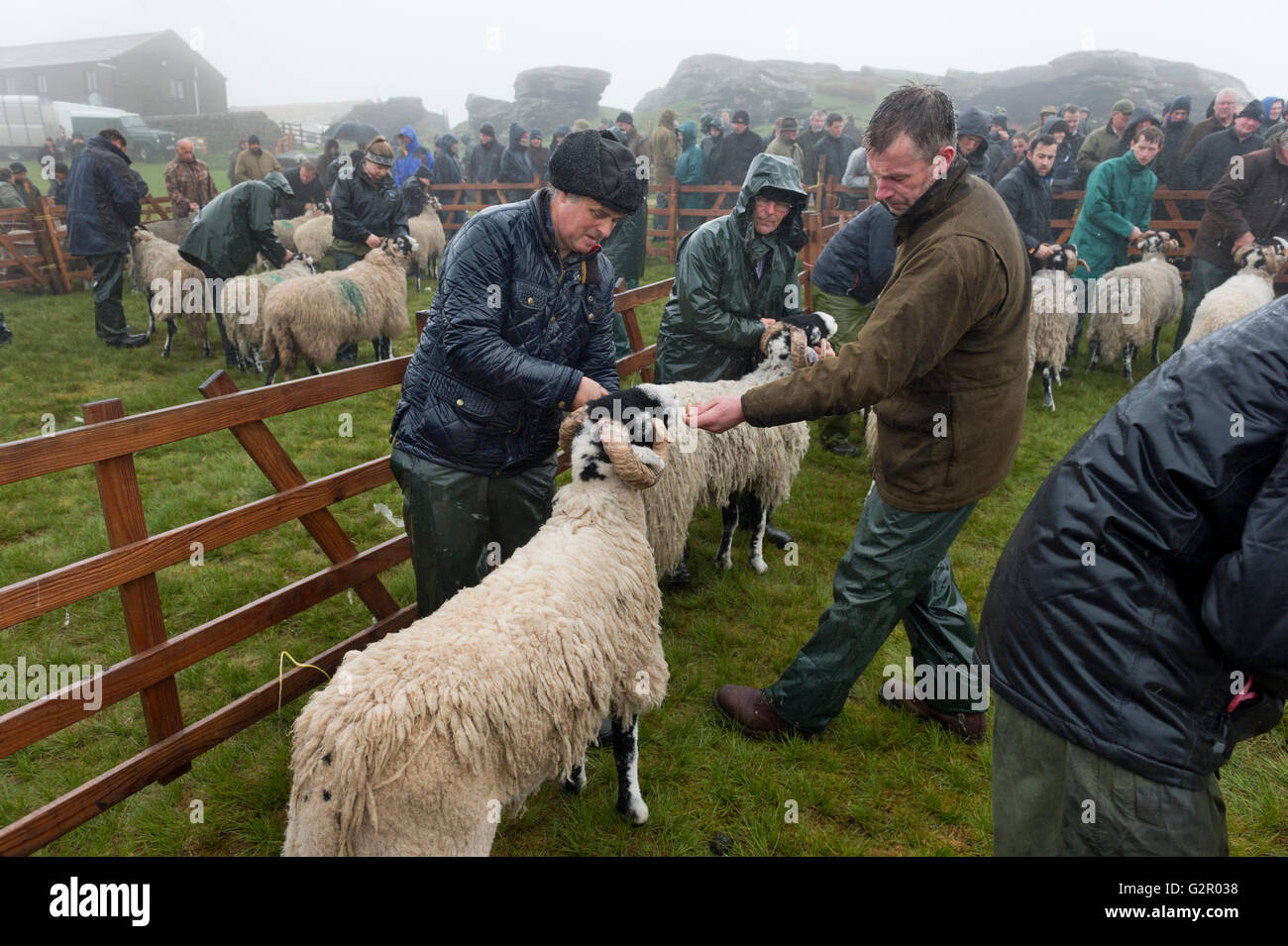 I concorrenti di essere giudicato in 63rd Tan Hill Open Swaledale Spettacolo delle Pecore 2016, North Yorkshire, Regno Unito Foto Stock