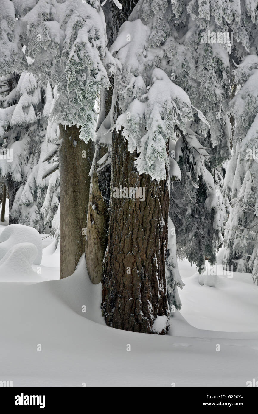 WA12663-00...WASHINGTON - Snow-intonacata alberi sulla cima della montagna Amabilis in Okanogan-Wenatchee National Forest. Foto Stock