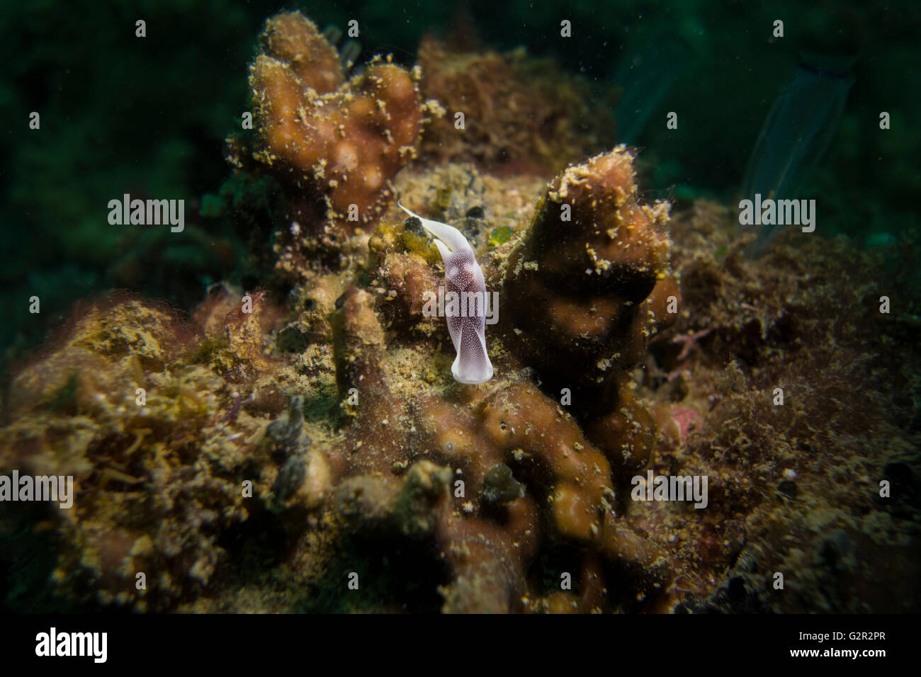 Bella headshield slug, Chelidonura amoena, su di una scogliera di corallo nel Mare della Cina del Sud, Triangolo di corallo, Brunei. Foto Stock