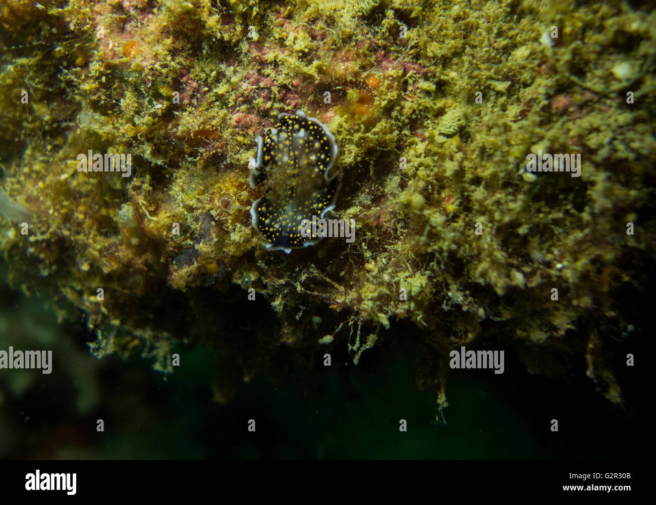 Un undescribed specie marine, flatworm Thysanozoon sp. , Dal Mare della Cina del Sud, Brunei, Coral Triangolo. Foto Stock
