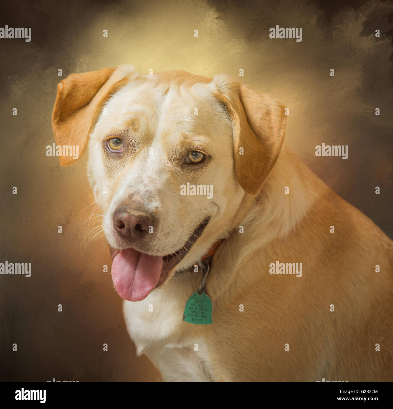 Giallo e Bianco labrador beagle cane trasversale verticale con look verniciato Foto Stock Giallo e Bianco labrador beagle cane trasversale verticale con look verniciato Foto Stock